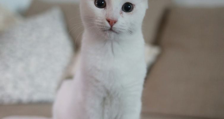 Hitta rätt kattmat